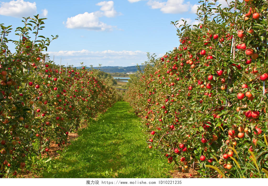 苹果园结满成熟的红苹果
